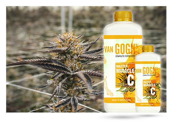 Van Goghs bud booster